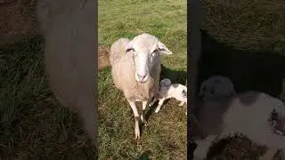 ЗАЩИТНИЦА🥰 