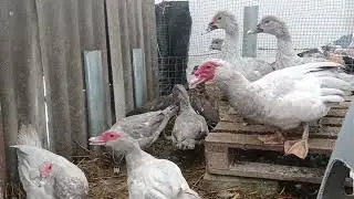 Ластоногие