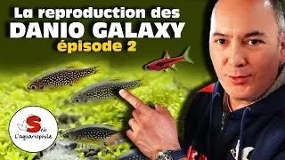 La reproduction des Microrasbora galaxy 2. Le danio margaritatus