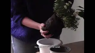 GINESTÀ - El destí (videolyric)