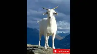 Goat 🐐🐐 🐐 Sound copyright free
