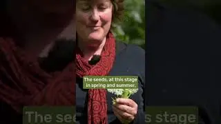Having a food forest as your supermarket