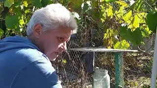 Осінні роботи на городі, сільські будні