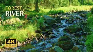 Peaceful River Sounds | Relaxing Water Stream for Study, Meditation, Focus | Relaxing Nature Sounds