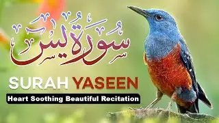 Surah Yasin (Yaseen) | Heart Soothing Beautiful Recitation  سورۃ یس | Listen and Read