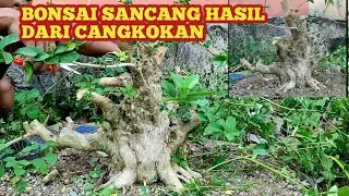BONSAI SANCANG//HASIL TANAM DARI CANGKOKAN