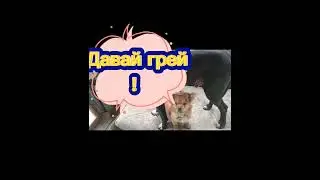 ВСЕМ ПРИВЕТ! НА СВЯЗИ СОБАКИ - БАЛАБАКИ!