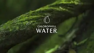 What is Chlorophyll Water? Explore Top Benefits of Liquid Chlorophyll + Essential Vitamins A, B12, D