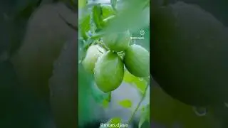 Fruit Photography #shorts