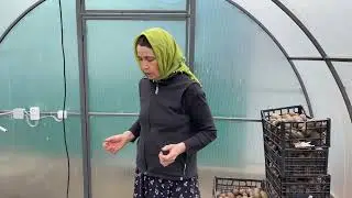 В теплице в апреле у нас 15 видов еды!