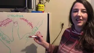 3 Branches of Government and Checks and Balances