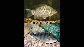 #fishing #рыбалка #рыба