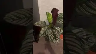 BEAUTIFUL CALATHEA ORNATA