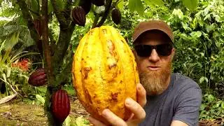 Tree to Bar || How to Make Chocolate Every Step