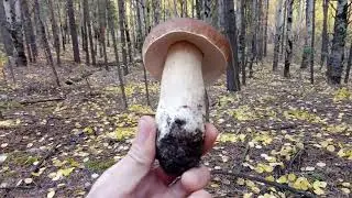 Боровики пошли...