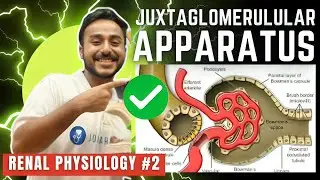 juxtaglomerular apparatus physiology | structure of  juxtaglomerular apparatus function physiology