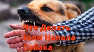 Что Делать Если На Вас Напала Собака