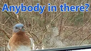 Bluebird