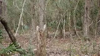Out for my routine trail walk came across a pair of deer Jan 24, 2024