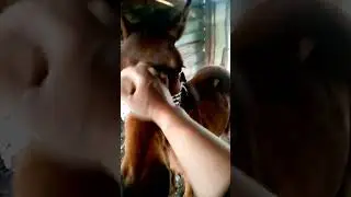 FLORESITA GOT HORSE DONKS AND MULE 