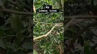 Lemon tree of my house #shortsviral #funnyvideos #food #