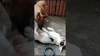 briga malinois vs bully