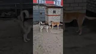 #помощьбездомнымживотным