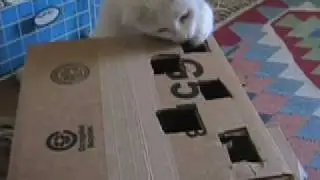 Whack a Mouse