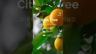 Smell the citrus tree! #doterra #diffuserblends