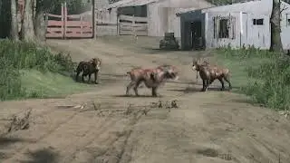 Doggo doin a zoom [Hunt: Showdown]