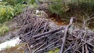 Плотина бобров на ручье
