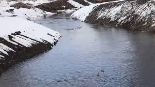 Утки в Новокузнецке