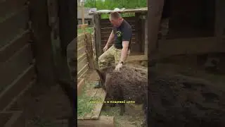 Убой животных в деревне