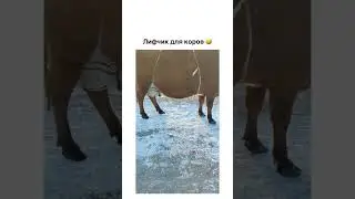 лифчик для коров😂😂😂 #коровы #животные #лифчик #улица #снег