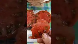 Томат серии Гном МАРАЛИНГА в разрезе.