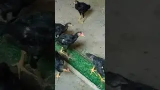 ХУ́РОЗНИ ЮТИШИ ОМАТГА ХАМ БОГЛИК