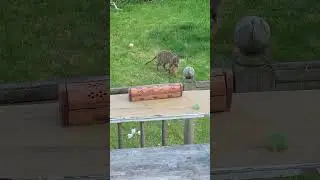 King Kenny Fox Watching