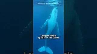 5 Longest Whale Species in the World
