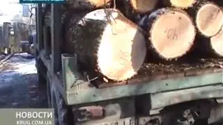 Пресечена незаконная вырубка леса