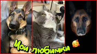 Мои любимые немцы