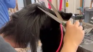 Grooming a Scottish Terrier