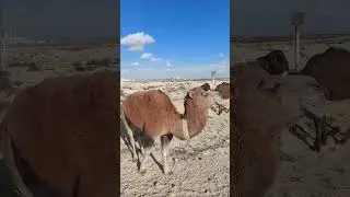 любуется верблюд#актау