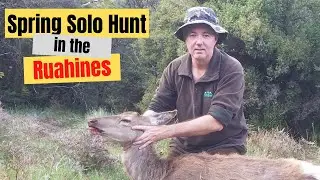 Solo afternoon hunt in the Ruahine Forest Park