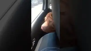 ПФ Маэстро, приветы с дома♥️ Волжский (1)