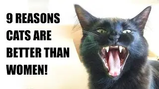 9 Reasons Cats Are Better Than Women!