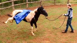He Kicked HARD! | Taming A Wild Horse [EP 4]