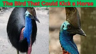 The Elusive Cassowary