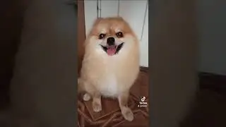 Мальчик шпица привёл в порядок причёску!