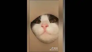 Котики приколы