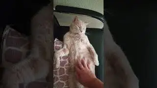Кот спит в смешной позе 🐱🐱🐱